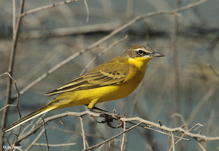   Yellow Wagtail  Motacilla flava  ,Maagan Michael 14-09-11 Lior Kislev             